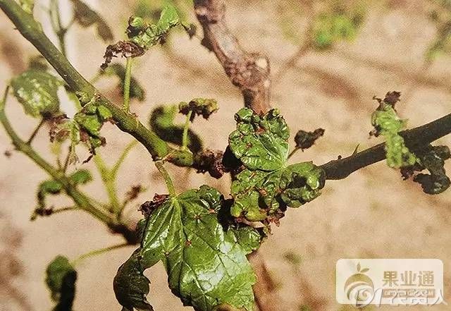 葡萄管理中出现的各种各样的药害,看看你见过几张?