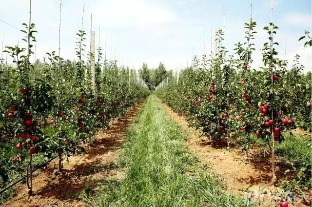 由于矮砧密植苹果园容易成花成果,便于实现机械化管理,该模式已经成为