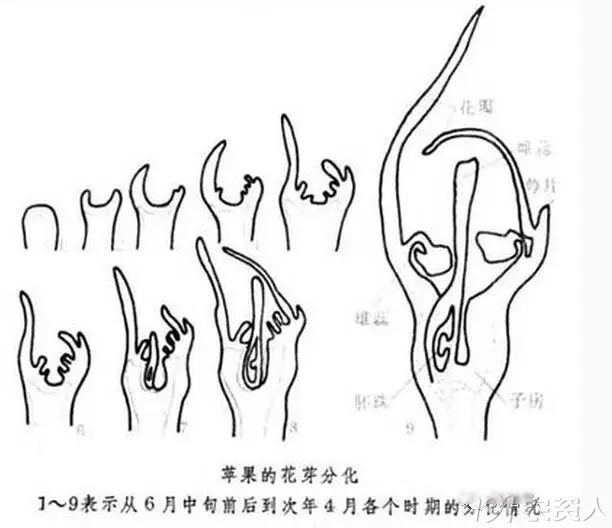 揭秘:影响苹果花芽分化的因素和促进措施