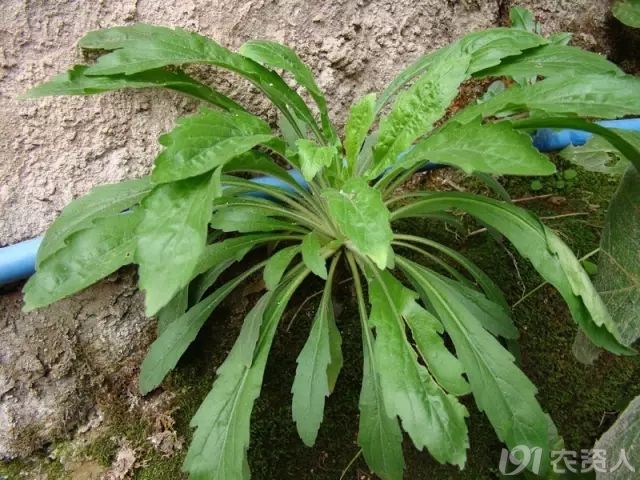 难以分辨的"小飞蓬":小飞蓬,一年蓬,苏门白酒草,香丝草