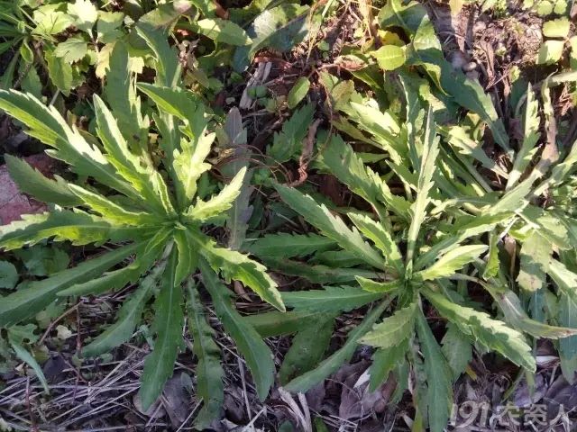 难以分辨的"小飞蓬":小飞蓬,一年蓬,苏门白酒草,香丝草