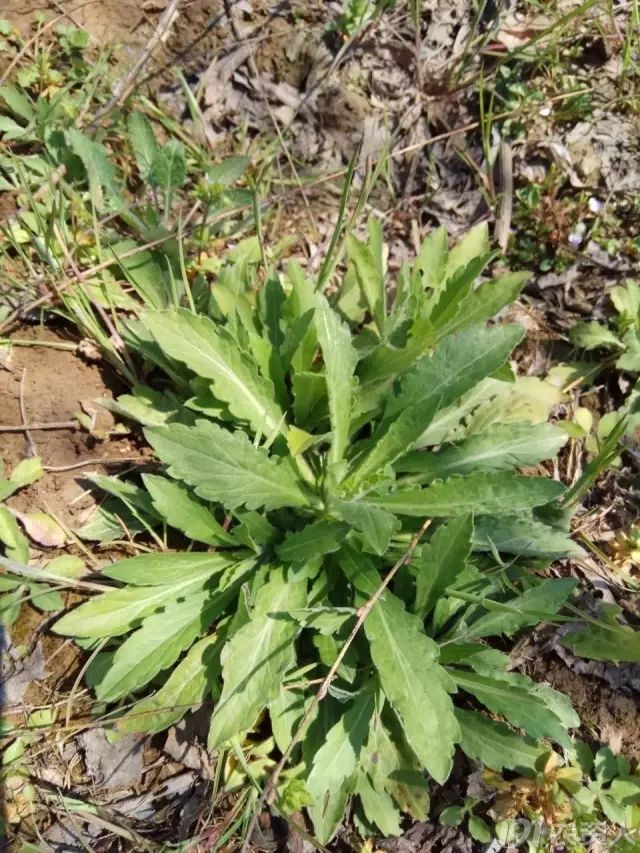 难以分辨的"小飞蓬":小飞蓬,一年蓬,苏门白酒草,香丝草