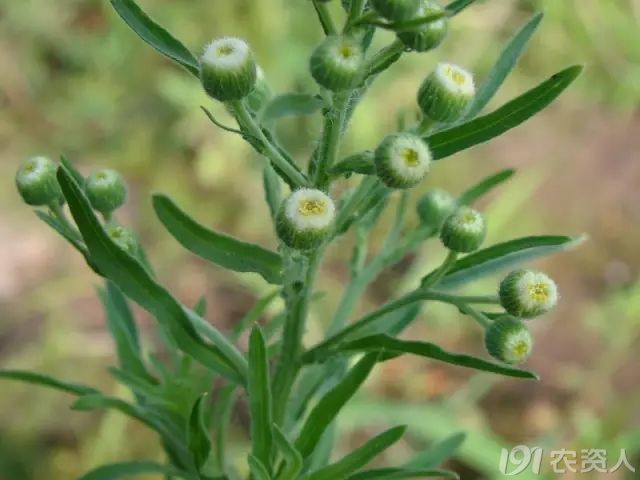 难以分辨的"小飞蓬":小飞蓬,一年蓬,苏门白酒草,香丝草