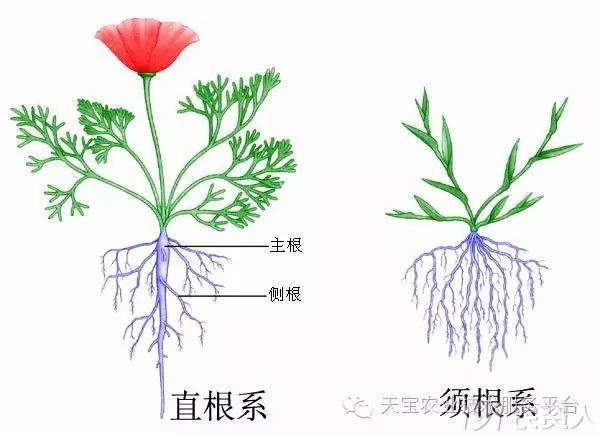 植物的根可分为几类 宠物