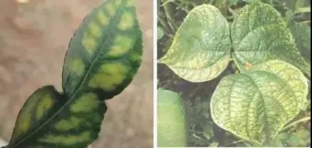 广而告之 北京光禾生物科技有限公司 植物缺镁症状:mg在植物体内易