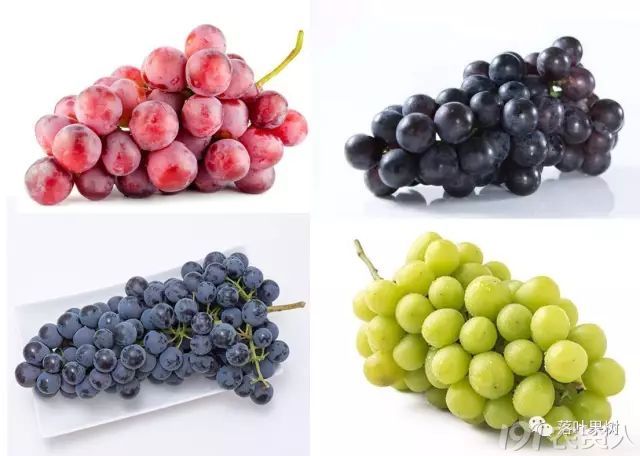 鲜榨葡萄汁_鲜食葡萄人均消费量(3)