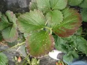 大棚草莓出现缺素症状该咋办