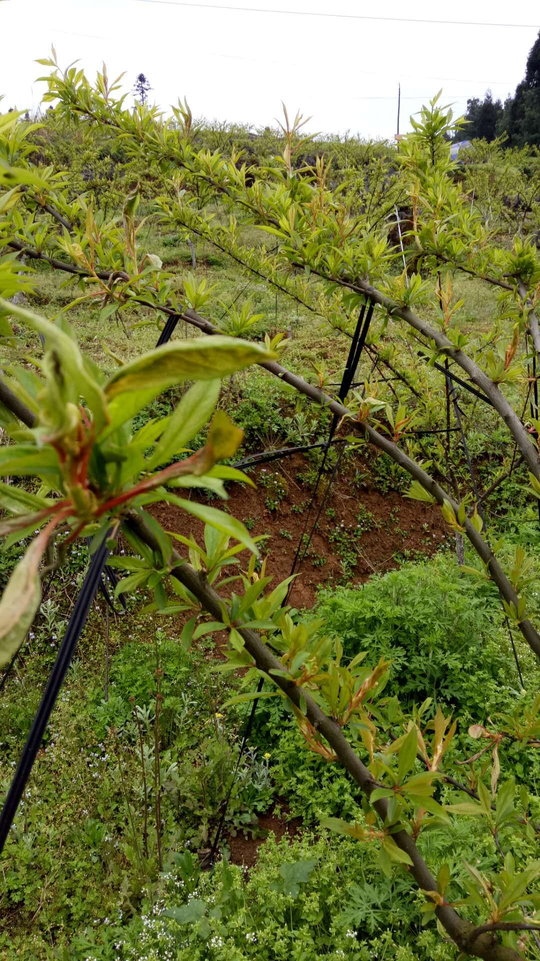 青脆李的袋果病_植保技术_191农资人 - 农技社区服务