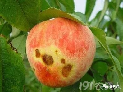 桃农必知:桃树常见病害有哪些?流胶病穿孔病如何防治最有效?