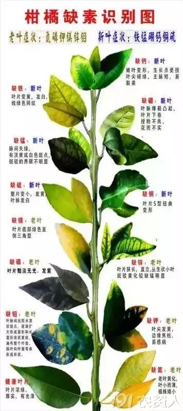 果树不会说话,黄化到底是它饿了,伤了,还是病了呢?