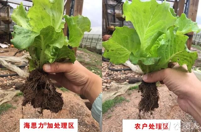 如何种出高品质的蔬菜 90_155839_a1d4594208d56ed.jpg?58