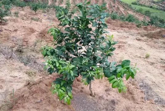 柑橘幼树如何防开花?--卡希诺