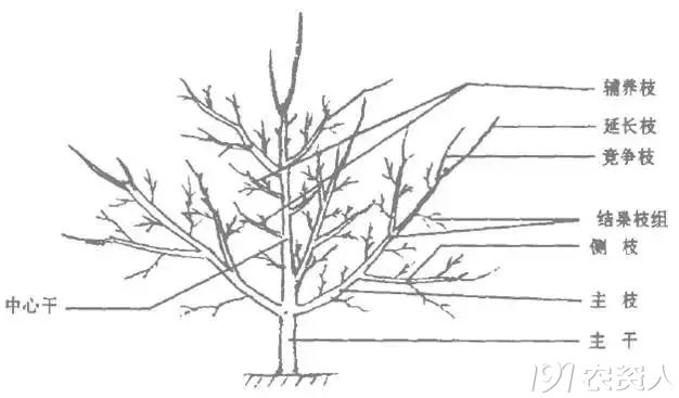 树体结构