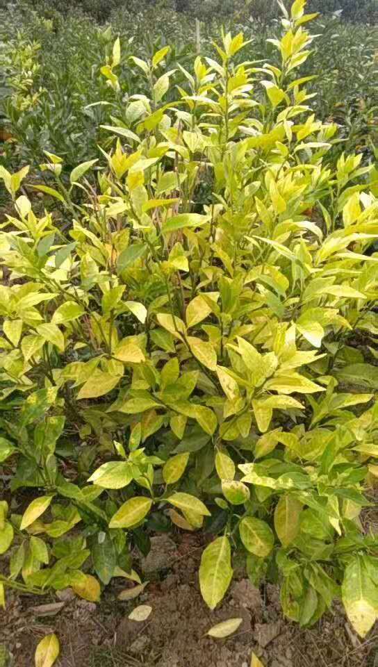柑橘黄化缺素原因分析和防治方案
