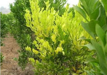 广而告之 柑橘黄化原因分析及防治方案  除草剂药害造成黄叶:不按说明
