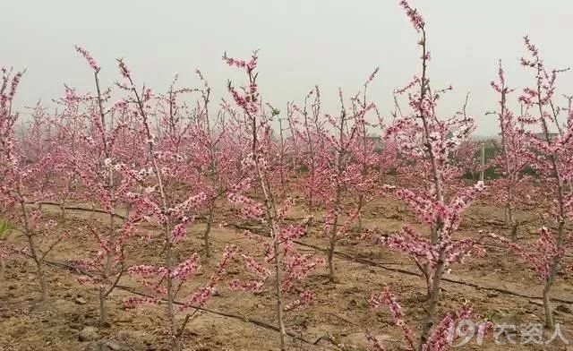 桃树花期这样管理可提高坐果率!_植保技术_191农资人