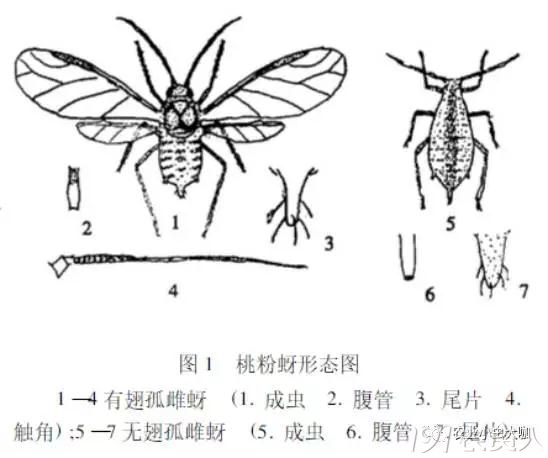 论抗性桃蚜的防治实战精华