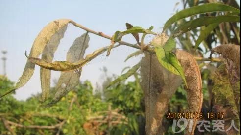 桃树病虫害防治全年用药推荐!