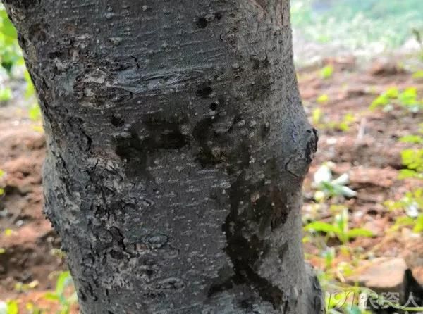 经过观察,这种"冒油"现象为苹果树枝干轮纹病(干腐病)菌侵染所致