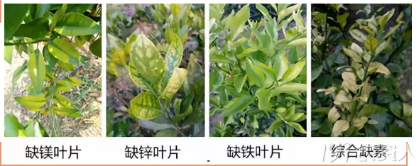 种植圈 柑橘放秋梢前后要注意什么?  ● 老叶新叶黄 秋梢开始萌动.