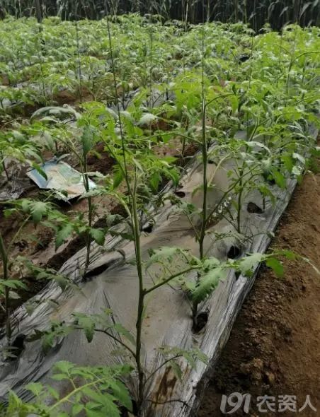 发生徒长后主要症状为 中上部节间变长,茎秆变细,叶片变薄,叶色变淡