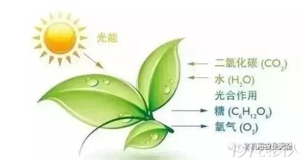 植物光合作用示意图