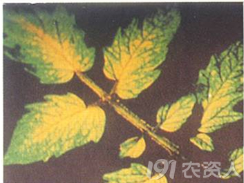 番茄常见缺素症状