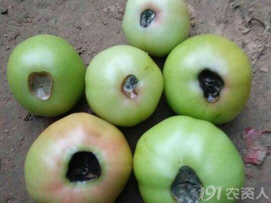 番茄常见缺素症状
