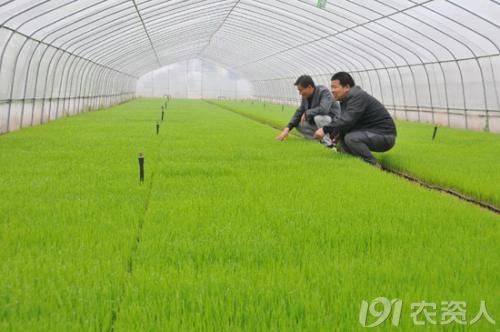 南方水稻种植的方法与技术