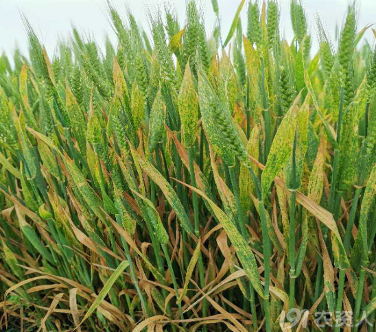 种植圈 小麦主要病害防治 去年冬天气温偏高,今春雨水充足,有利于病菌