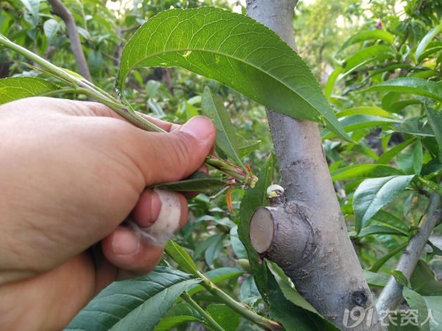 桃树夏季管理技术概要