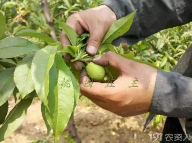 桃树疏果技术_植保技术_191农资人 - 农技社区服务平台