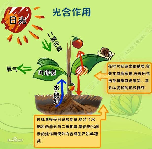 水微知识库光合作用在碳氧循环中必不可少