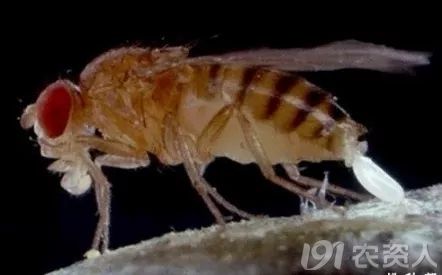 危害症状: 樱桃果蝇只危害成熟或开始腐的樱桃果实,成熟度越高受害