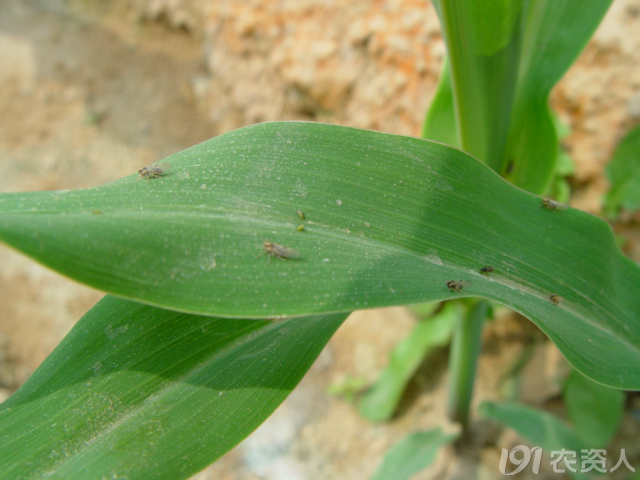 玉米病虫害识别及综合防治