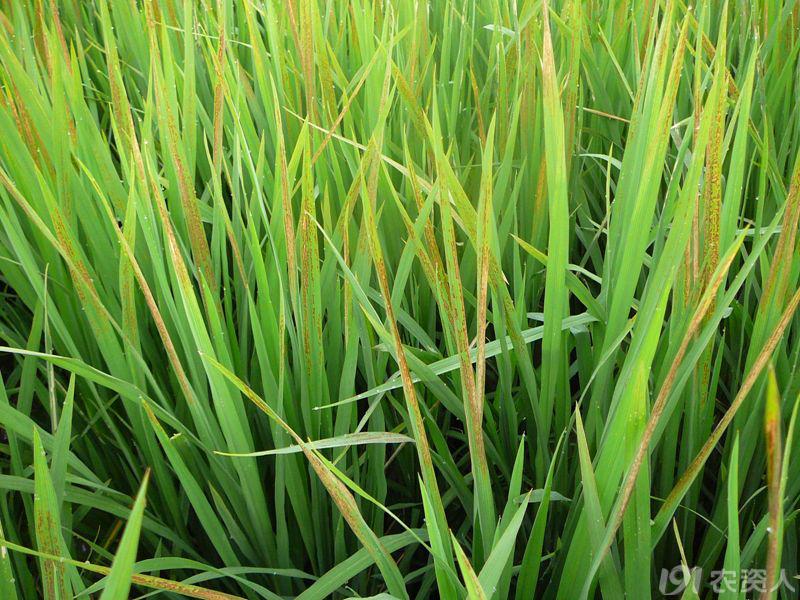 水稻近期病虫害防控及施肥技术