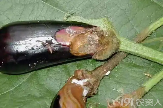 茄子得了绵疫病褐纹病炭疽病严重减产不妨试试这几个治病方法