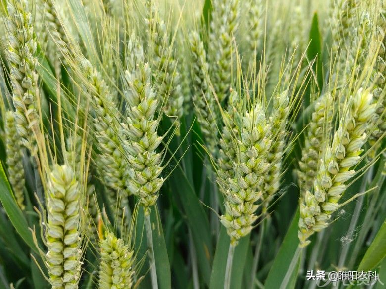 这个小麦新品种在种植面积最大连续9年