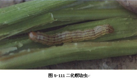 多以4～6龄幼虫于稻桩,稻草及田边杂草中滞育越冬,未成熟的幼虫春季还