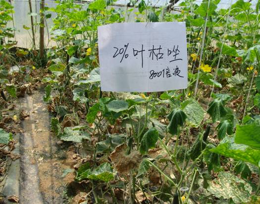 关于碧生噻唑锌在黄瓜靶斑病细菌性角斑病上的效果探讨