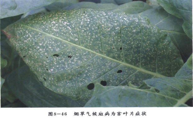 烟叶病害,求诊良方