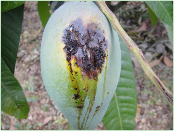 细菌性角斑病黄瓜细菌性角斑病