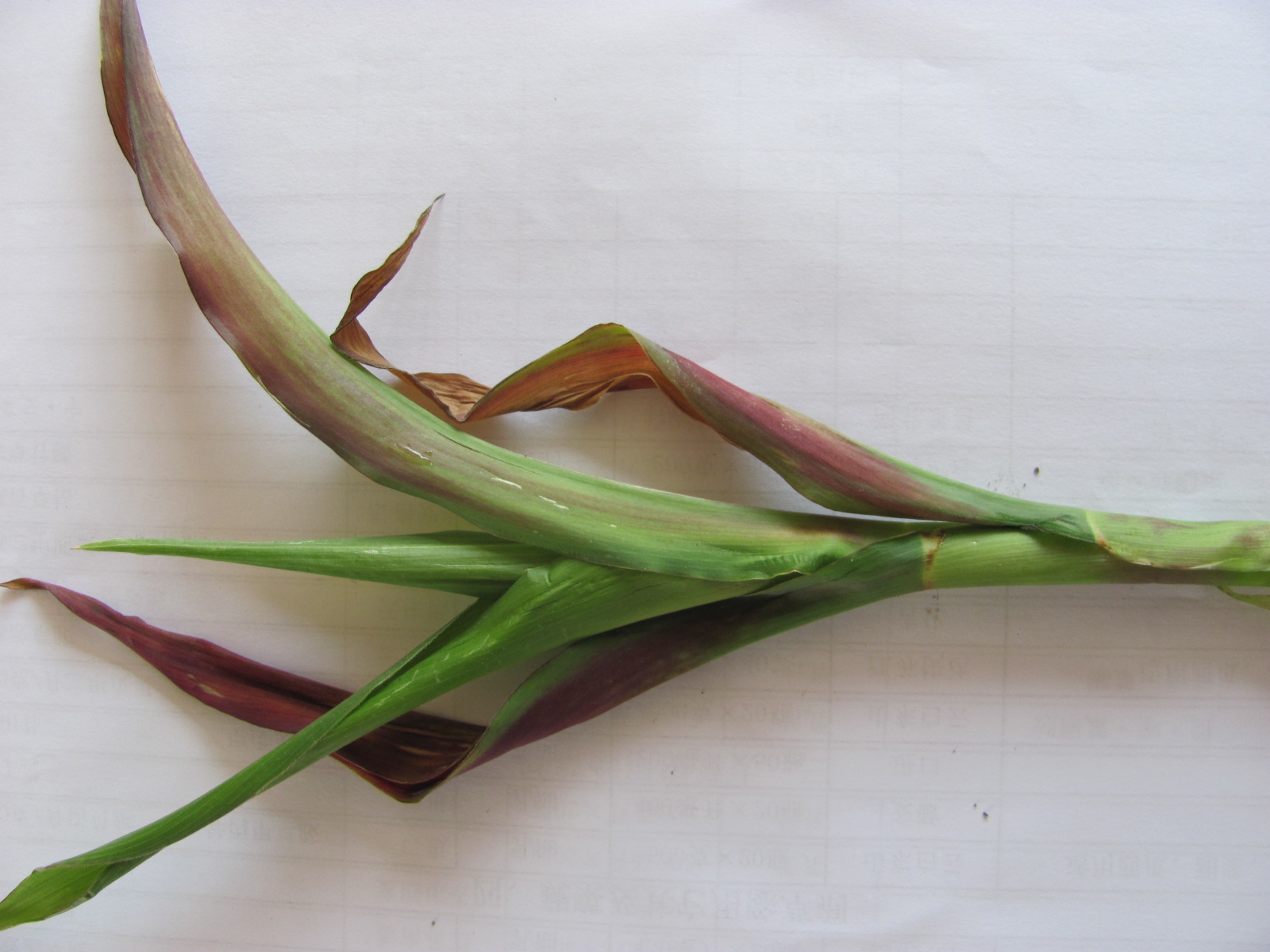 玉米红叶病-粮棉油作物病虫-图片