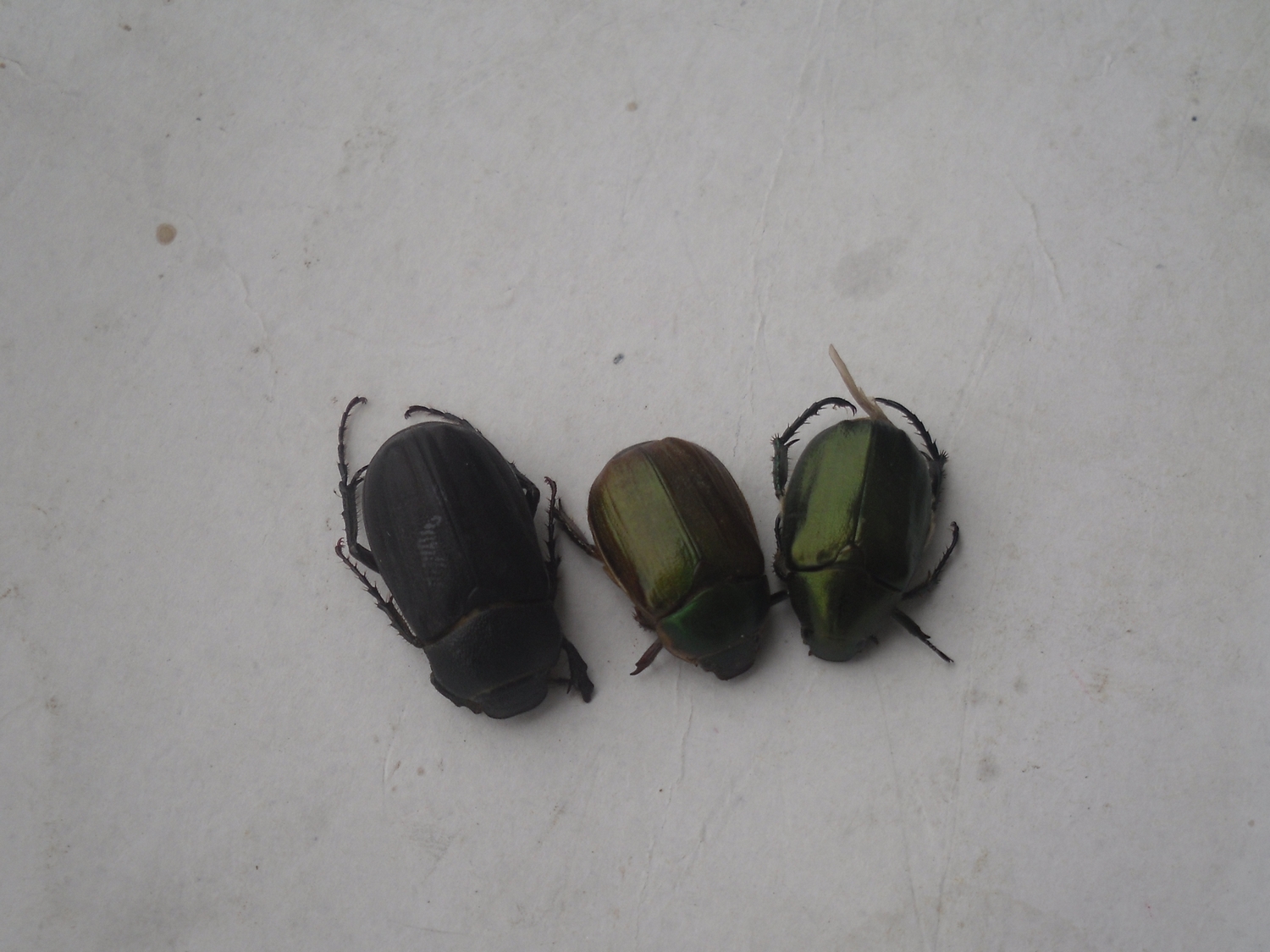 石梓翠龟甲-中国昆虫生态-图片