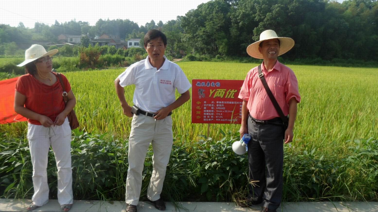 y两优1号在湖北首场高产观摩会开始啦!