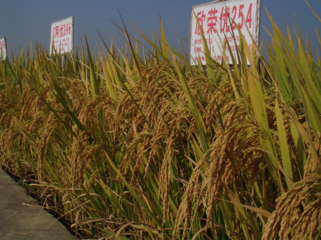 国审《天优华占》现场观摩会