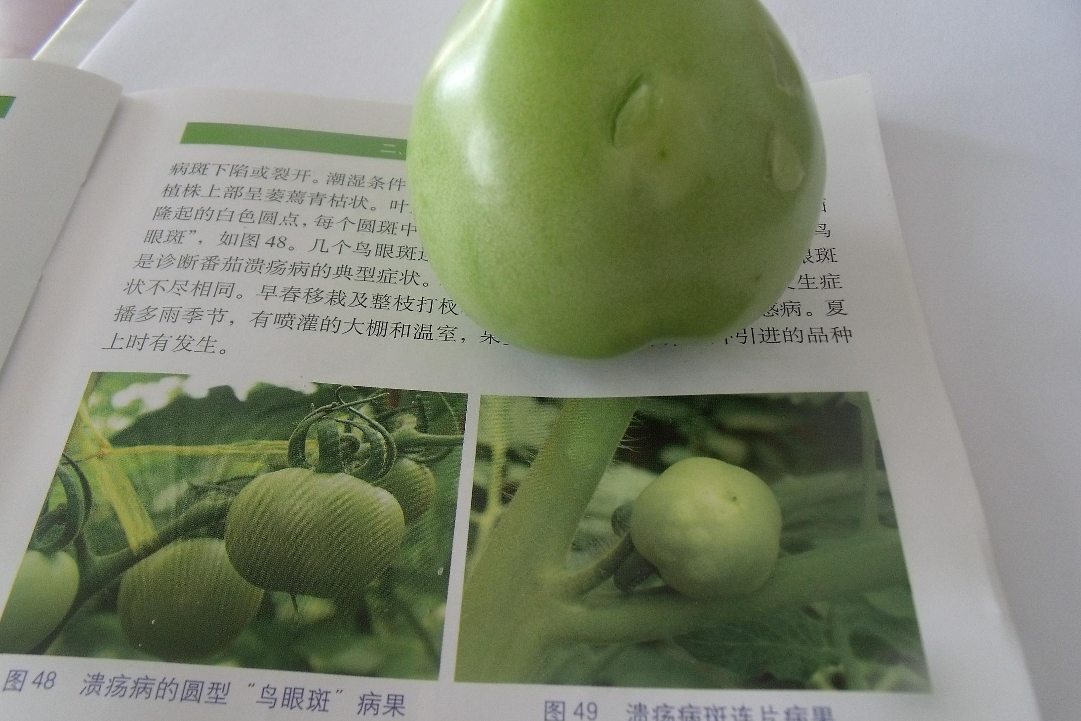 番茄病害照片蓟马危害后的果实