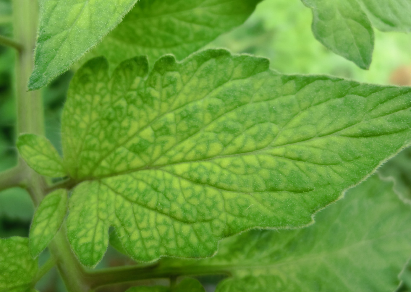 番茄缺铁叶片症状(应该是缺铁)