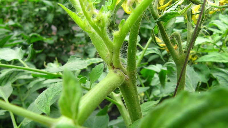 西红柿硼元素缺乏症高温雨后易得芽枯病
