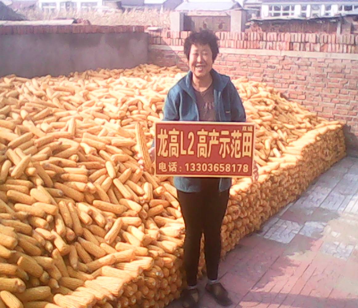 猛发靓图300张玉米品种龙高l2